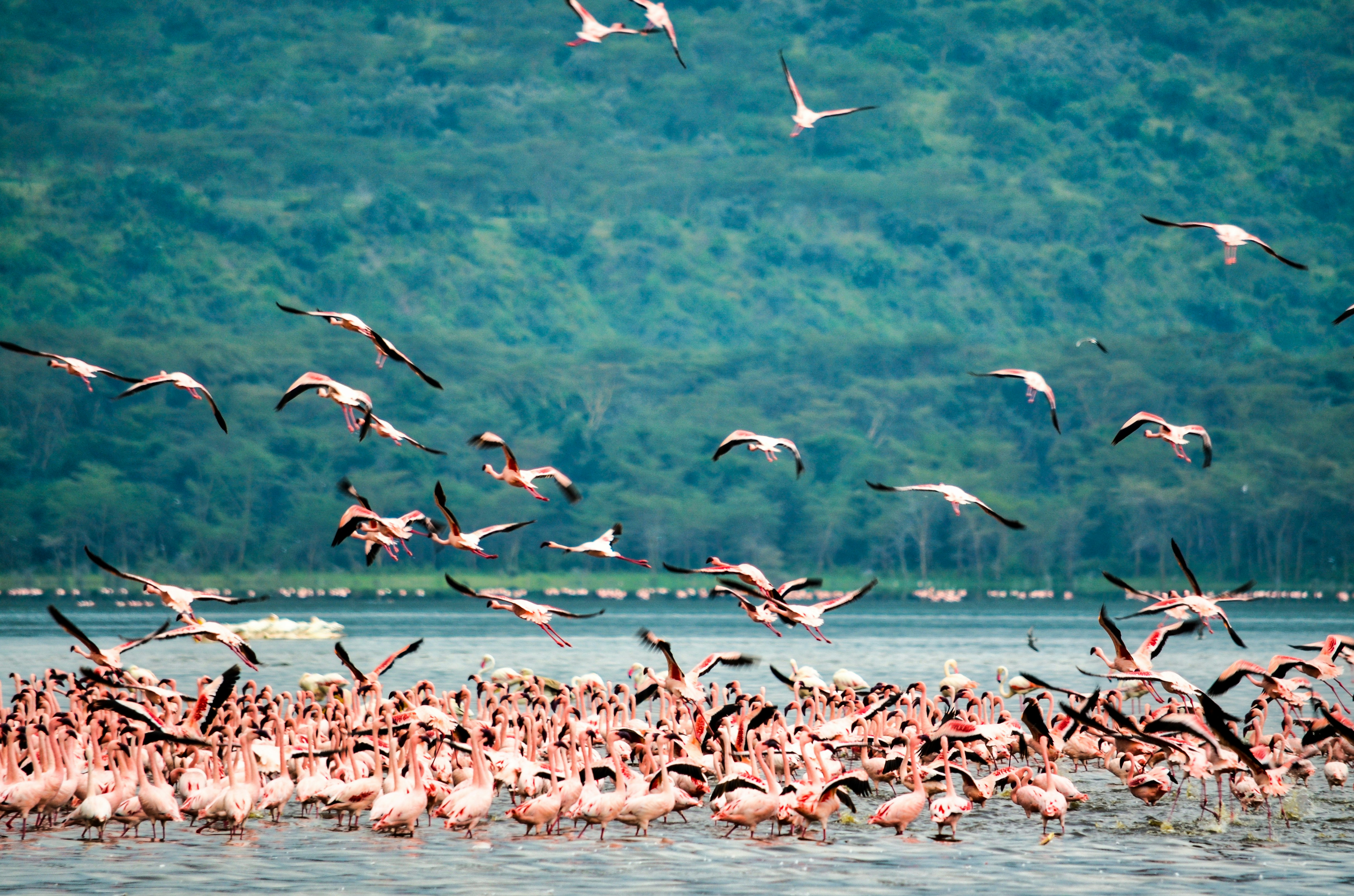 Lake Nakuru National Park