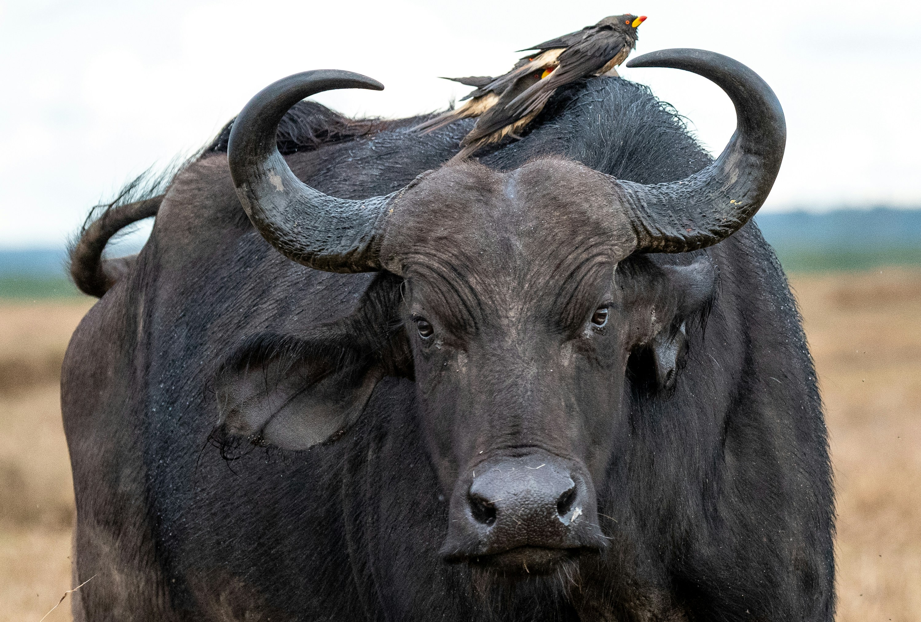 Samburu National Reserve
