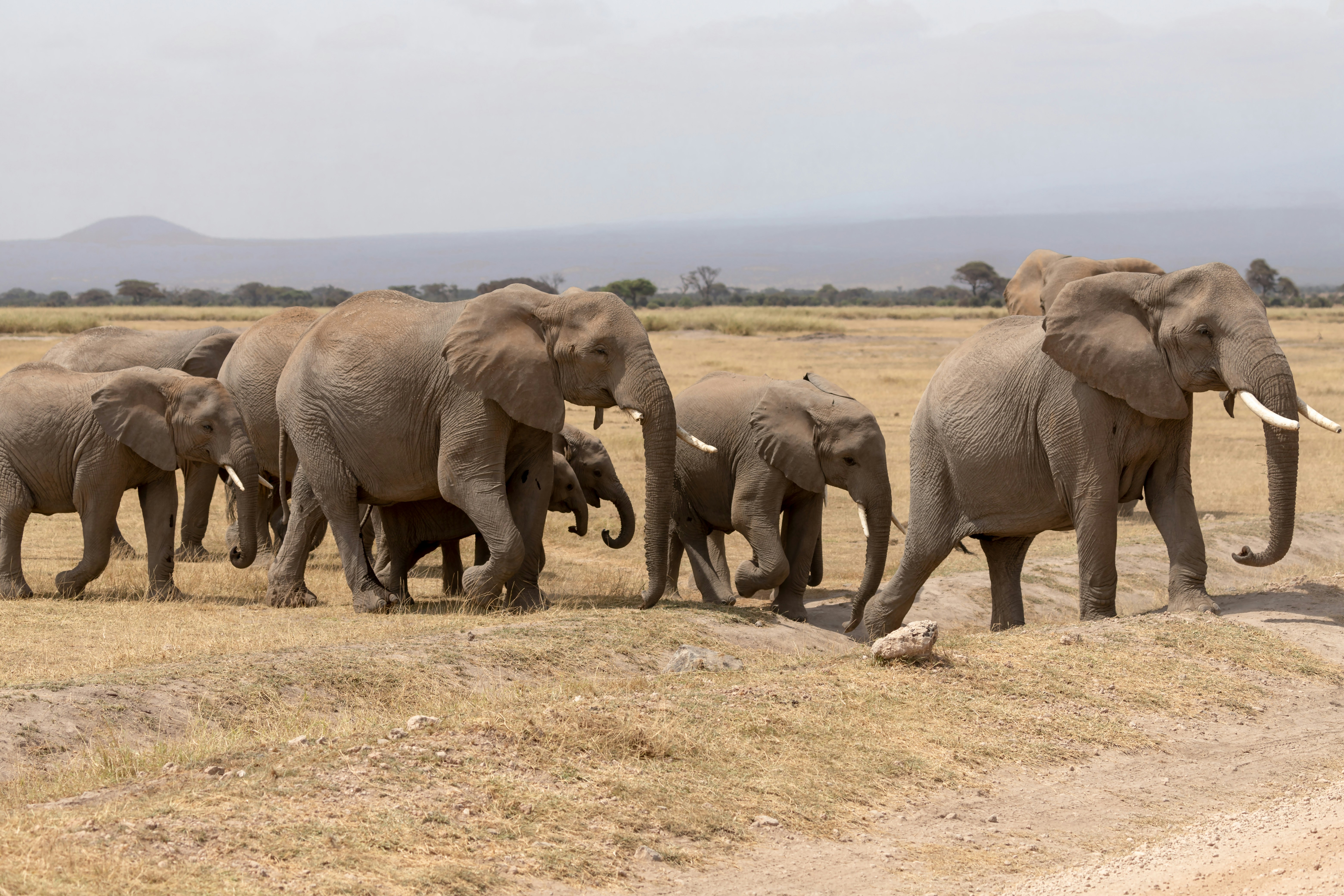 Amboseli National Park