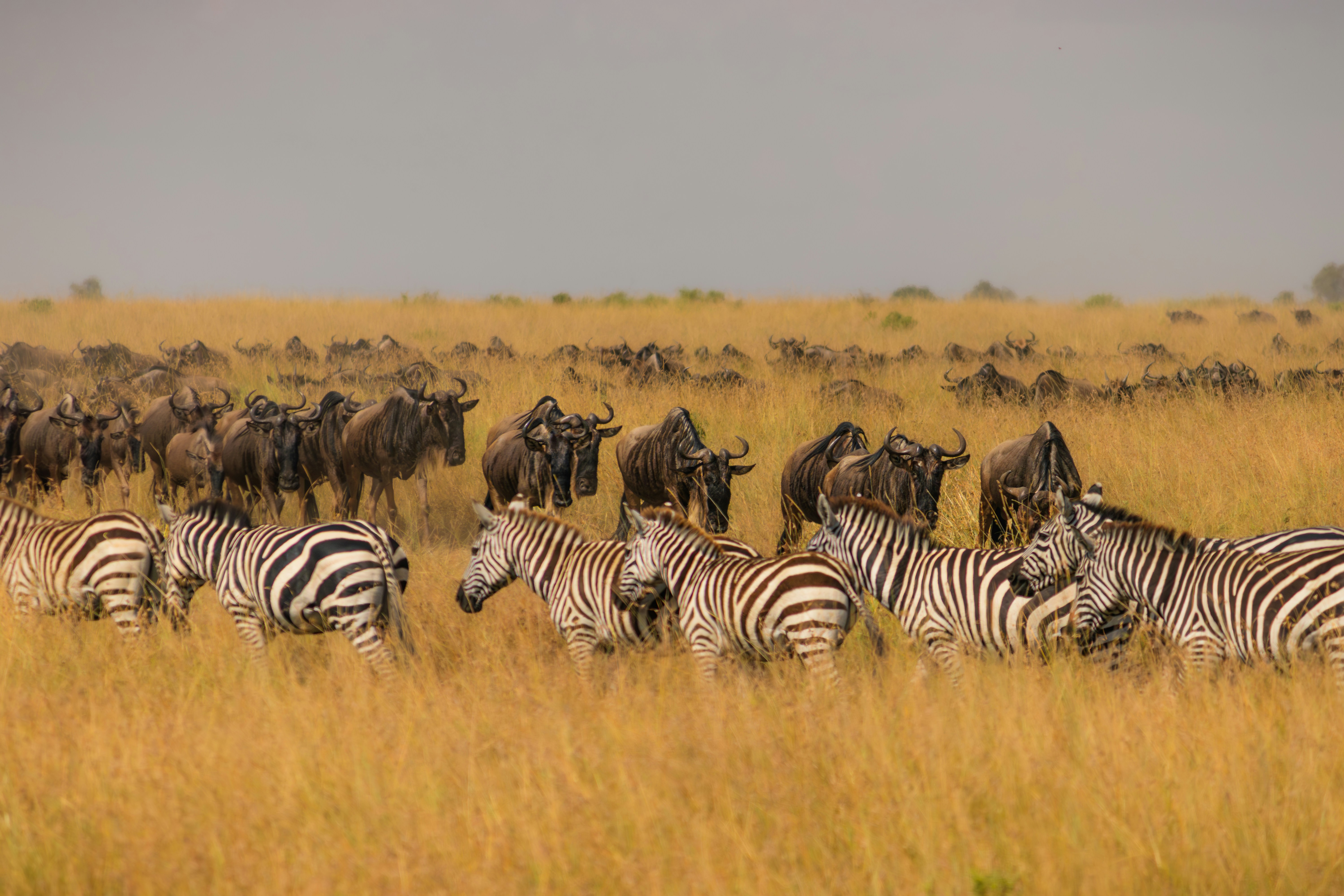Maasai Mara