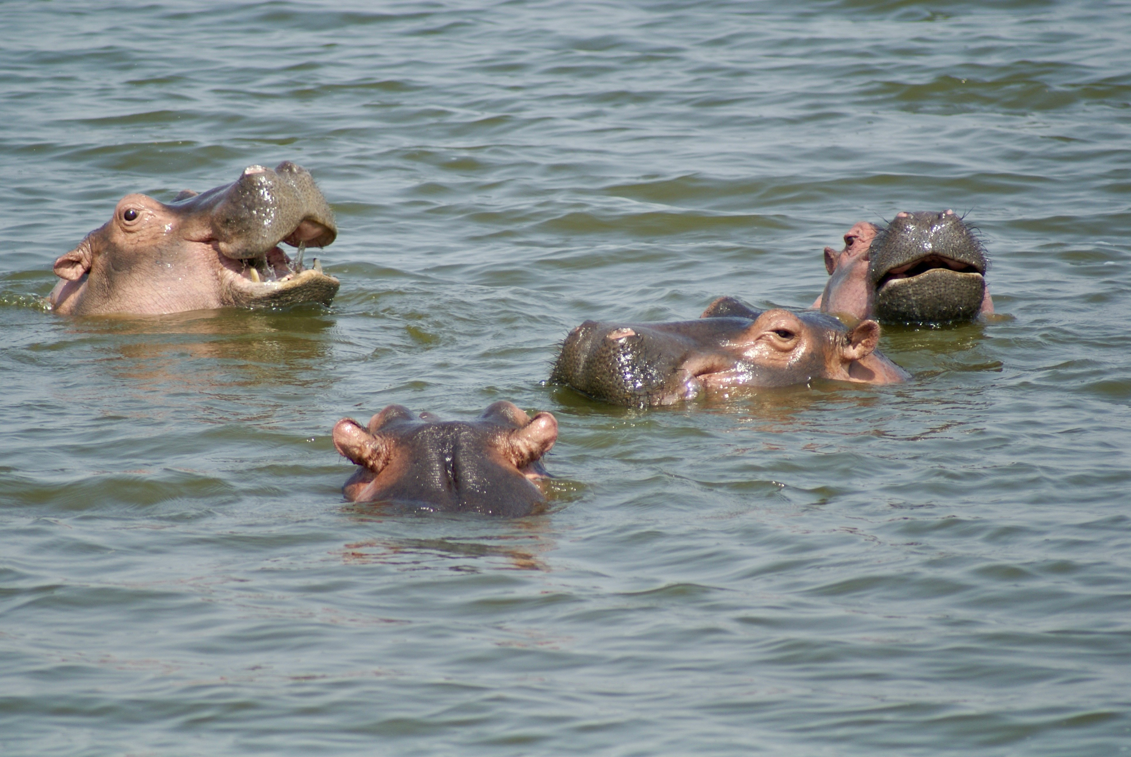 Lake Naivasha