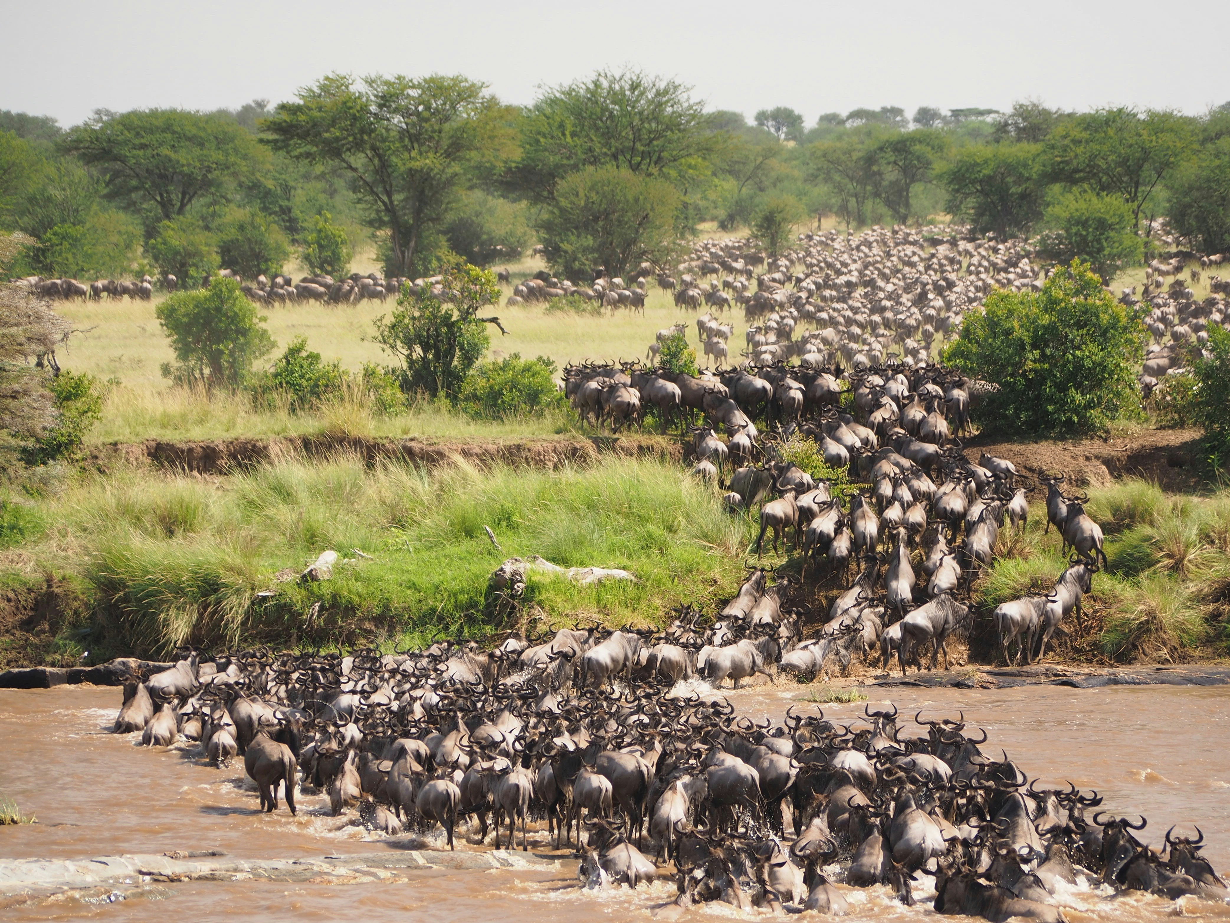 Mara River Viewing