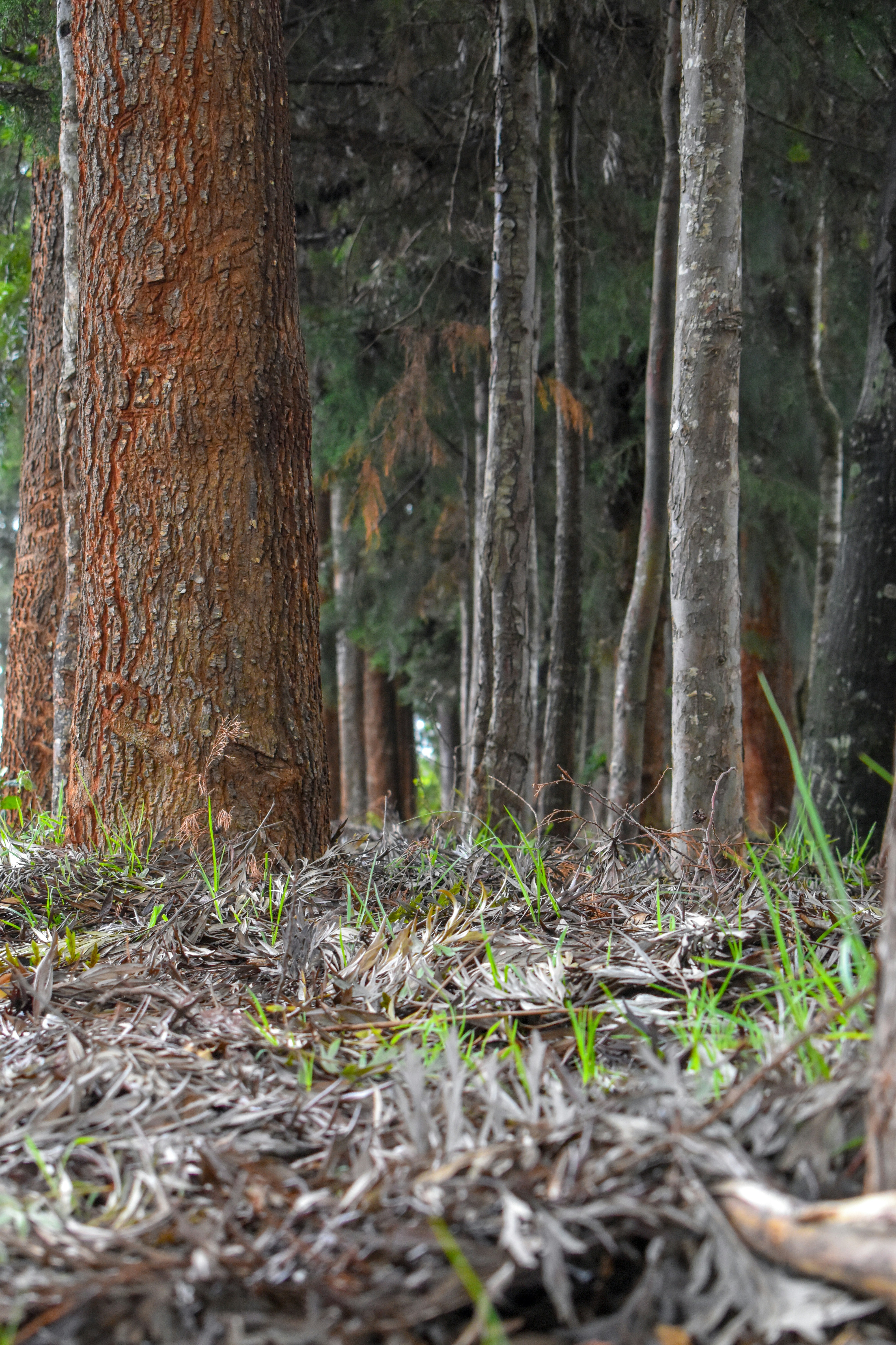 Kaya Kinondo Sacred Forest
