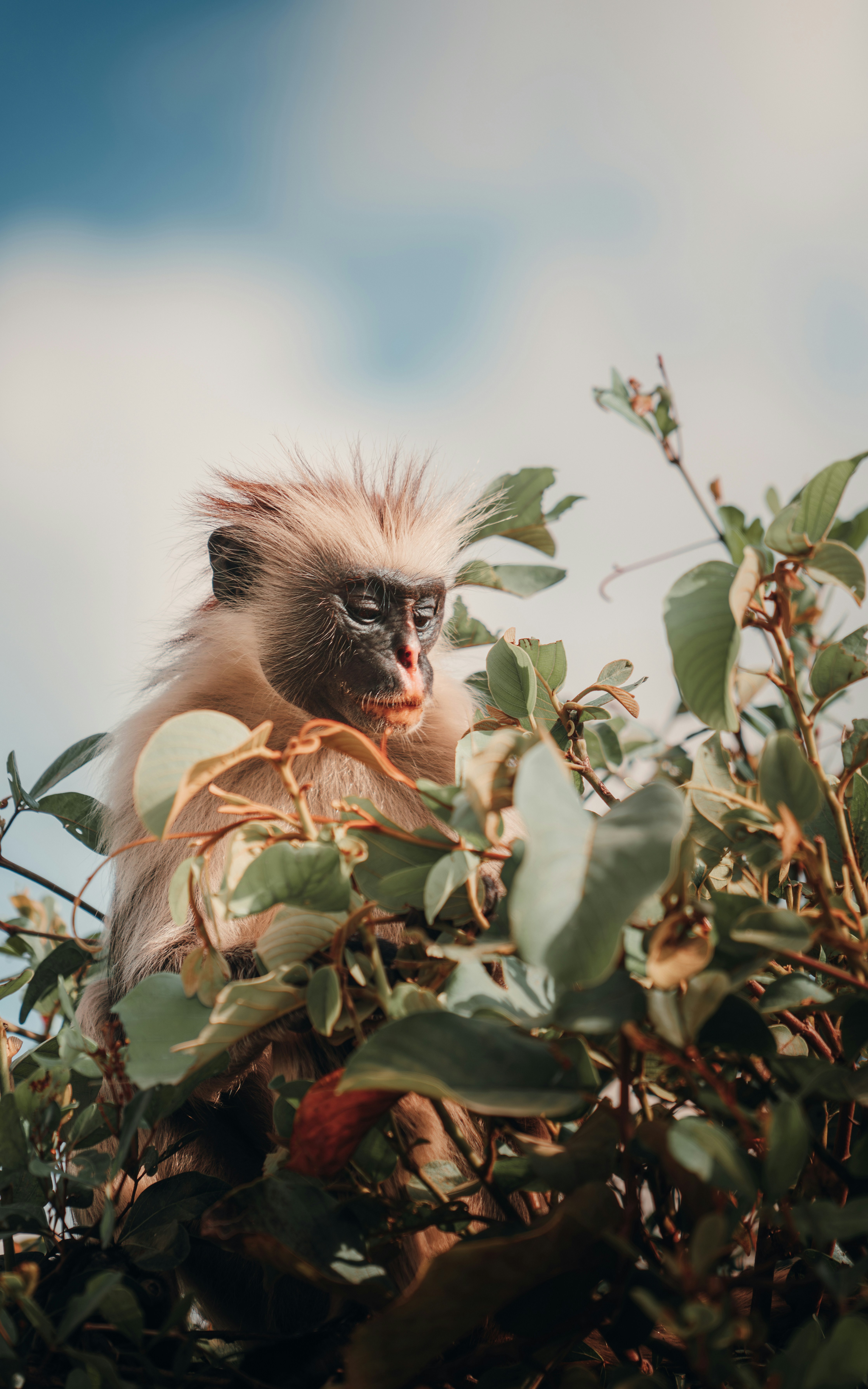 Colobus Conservation