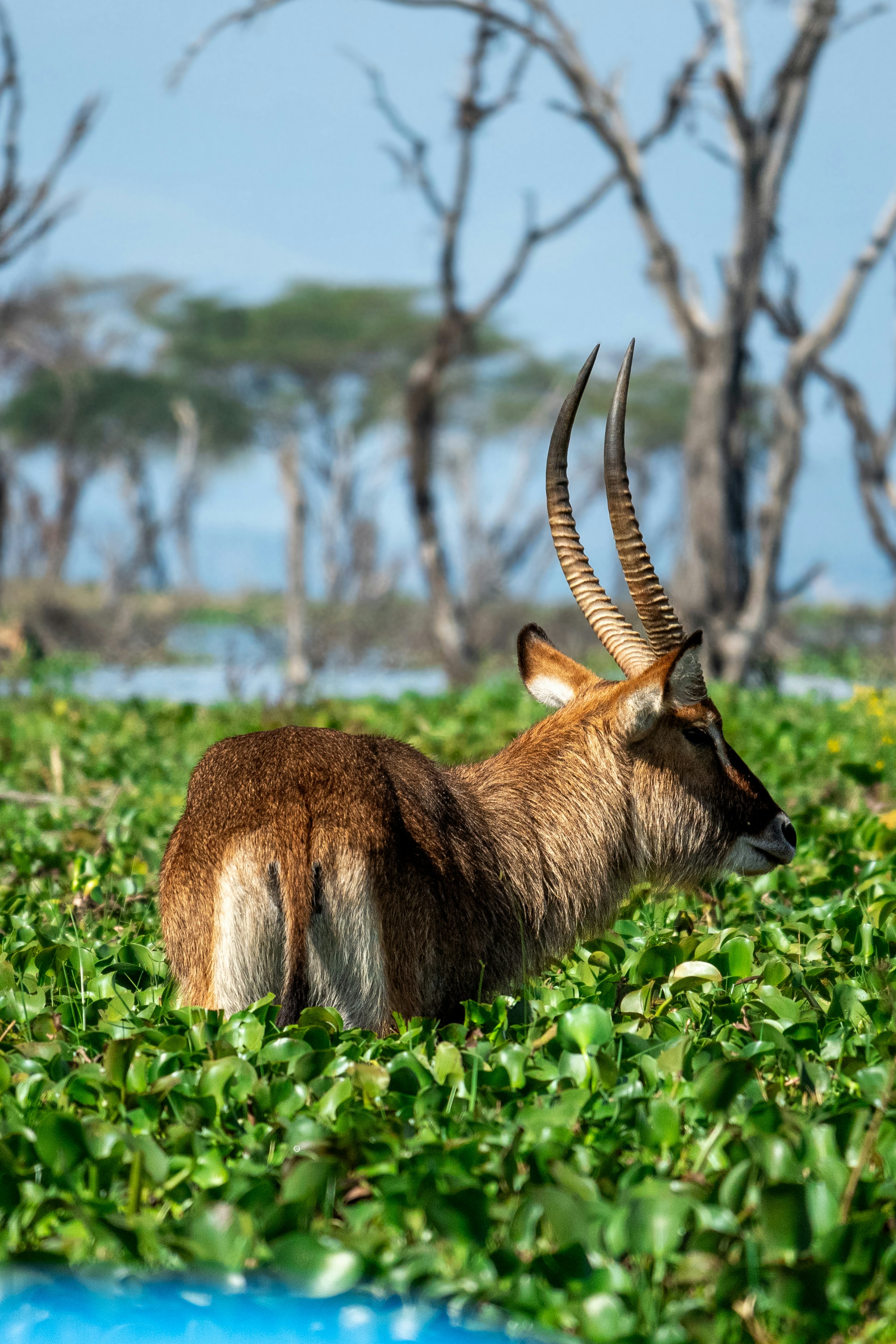 Naivasha